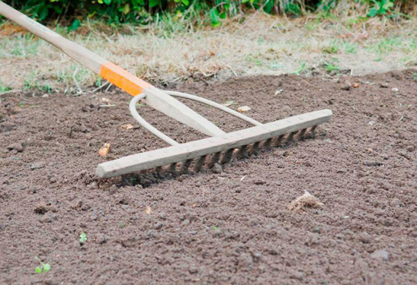 7 эффективных способов, которые помогут надолго избавиться от мха на огороде и в саду
